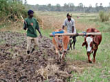 Ploughing with cattle