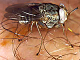 Tsetse fly feeding